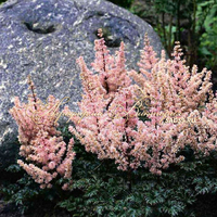 Астильба курчавая Перкео Астильба курчавая Перкео